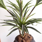 Árvore Artificial Dracena Toque Real | Formosinha